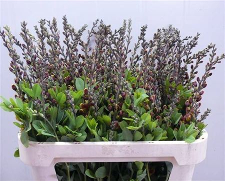 <h4>Baptisia Australis Oker</h4>