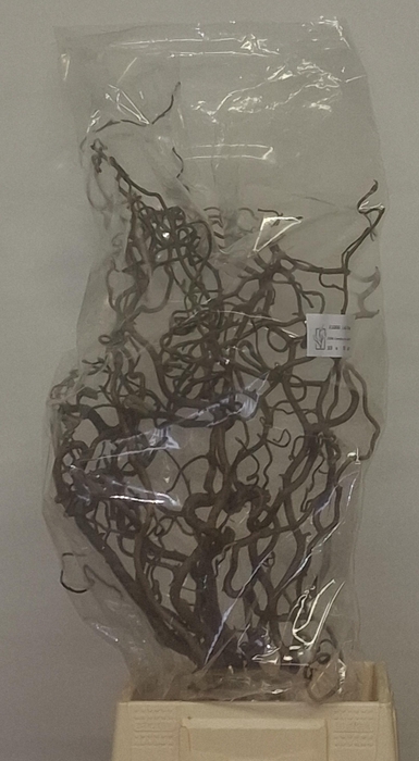 <h4>CORYL AV CONTORTA</h4>