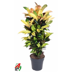 Codiaeum variegatum kleinbladig 'Mrs Iceton'