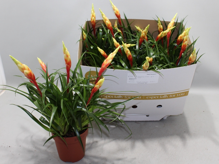 <h4>VRIES SHANNON</h4>