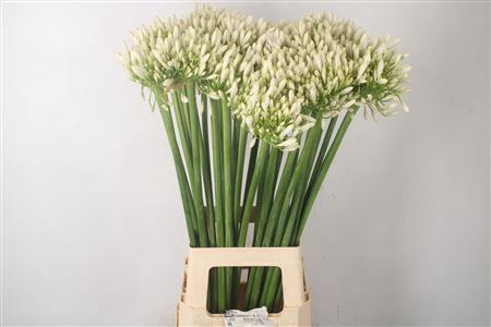 <h4>Agapanthus White Praecox Meoni</h4>