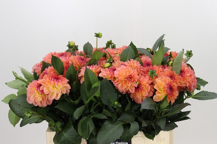 <h4>Dahlia Sebastian</h4>
