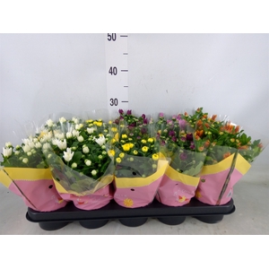 Chrysanthemum   ..mix 7