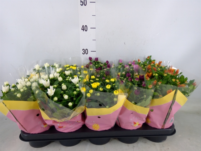 <h4>Chrysanthemum   ..mix 7</h4>