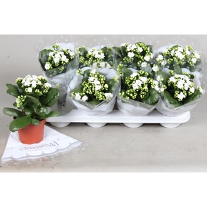 KALAN CALAN STELLAR WHITE