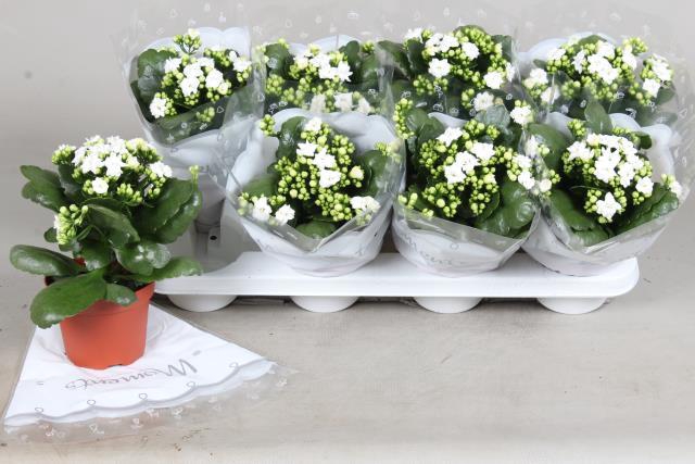 KALAN CALAN STELLAR WHITE