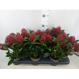 Skimmia jap. 'Rubella'