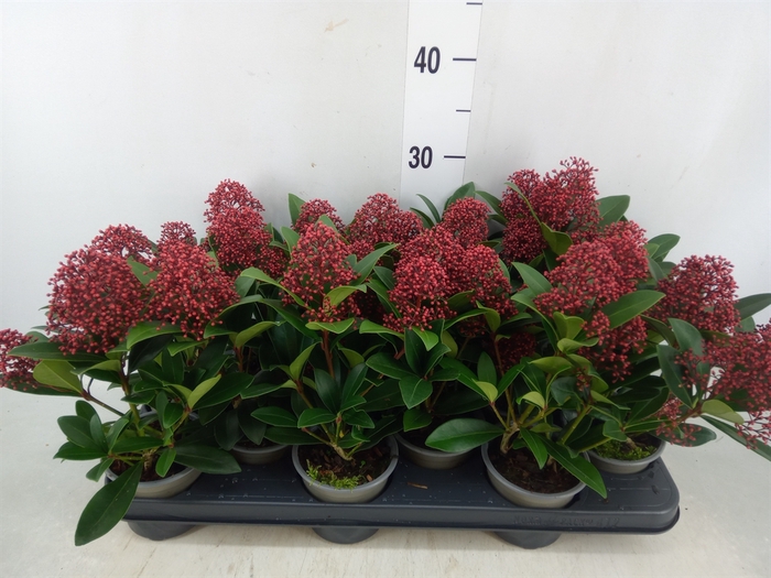 <h4>Skimmia jap. 'Rubella'</h4>