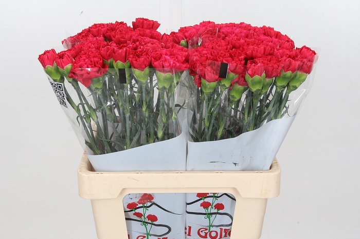 Dianthus St Bizet