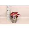 vaste planten 19 cm  Heuchera CoralBerry