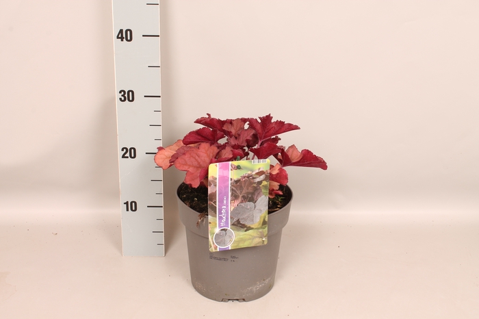vaste planten 19 cm  Heuchera CoralBerry