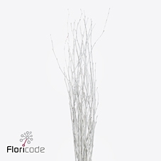 Betula paint bordeaux