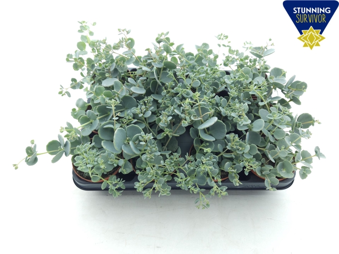 <h4>Sedum sieboldii</h4>