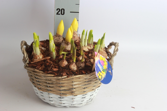 <h4>ARR BOL KNOLGEWAS</h4>