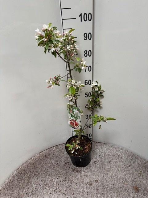 <h4>MALUS JOHN DOWNIE</h4>