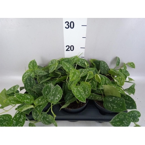 Scindapsus pictus 'Argyraeus'