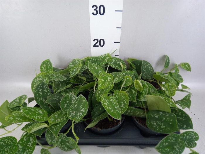 <h4>Scindapsus pictus 'Argyraeus'</h4>