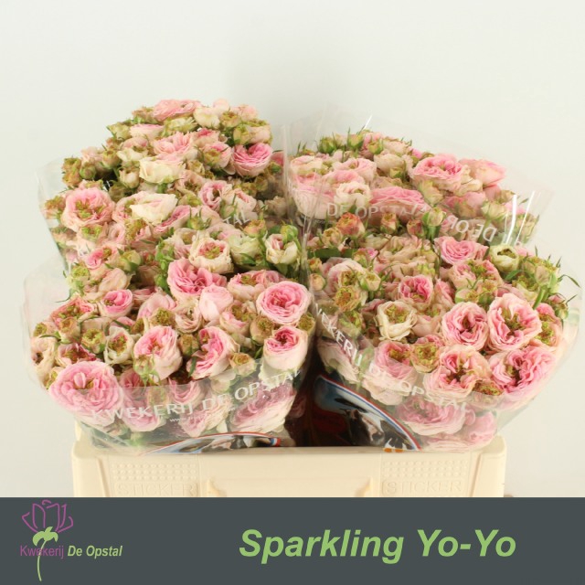 <h4>R TR SPARKLING YO-YO</h4>