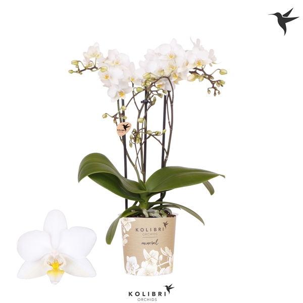 <h4>Kolibri Orchids Phalaenopsis Cuba 3 spike</h4>