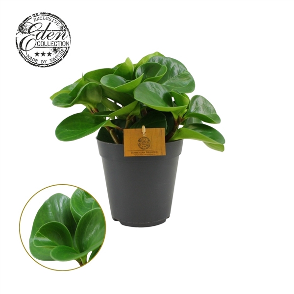 <h4>Peperomia Obtusifolia Groen 15cm</h4>