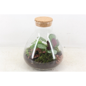 arr3 WR - Terrarium Erlenmeyer M