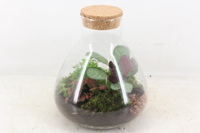 <h4>arr3 WR - Terrarium Erlenmeyer M</h4>