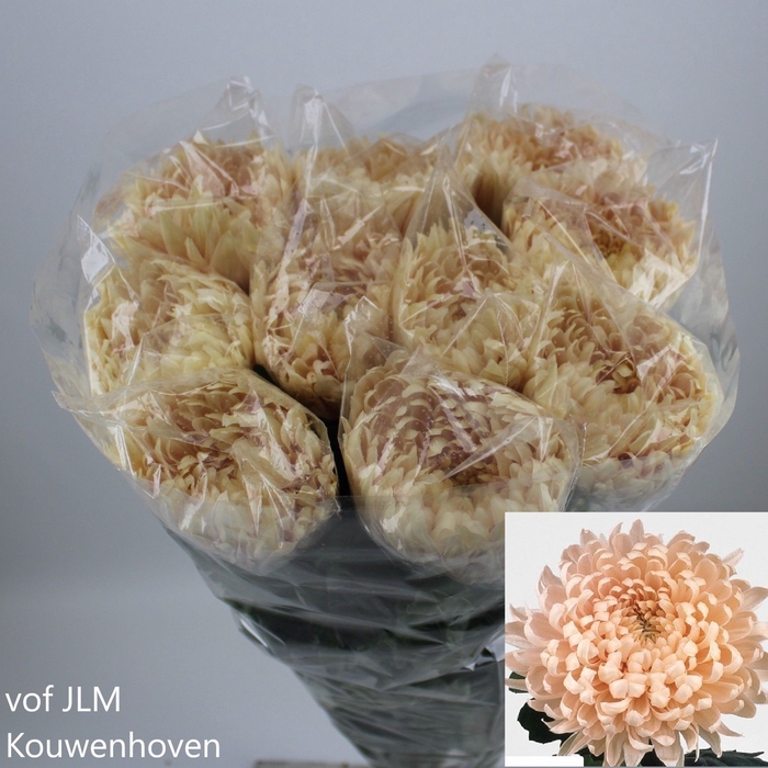 <h4>Chrys bl avignon</h4>