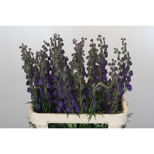 Aconitum Napellus