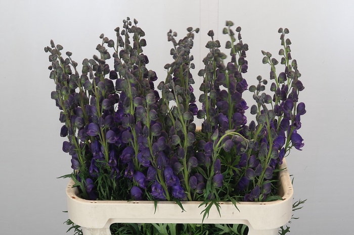 <h4>Aconitum Napellus</h4>