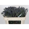 Eryngium Blue Dynamite
