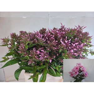 PHLOX P BRAVE EYES
