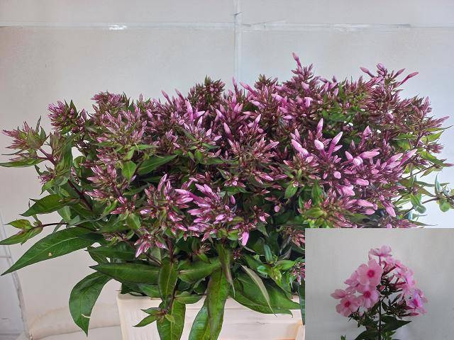 <h4>PHLOX P BRAVE EYES</h4>