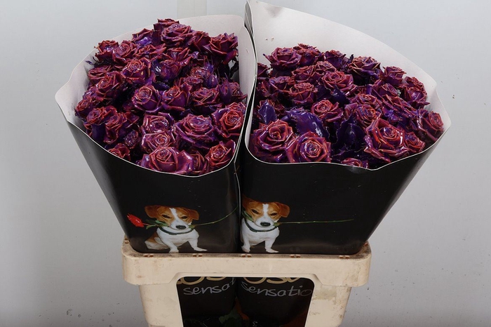 <h4>R Tr Wx Flaming Purple Xl</h4>