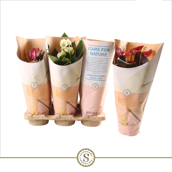 <h4>Anthurium Top Mix 12cm (5 kleuren) in papieren hoes</h4>