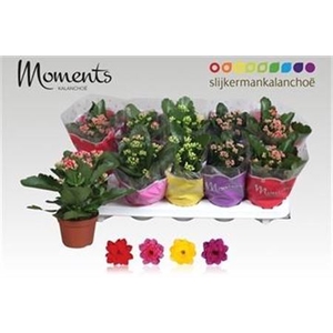 Kalanchoe blossfeldiana gevuld gemengd 4 kleuren