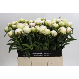 Paeonia Bowl Of Cream