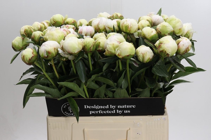 Paeonia Bowl Of Cream
