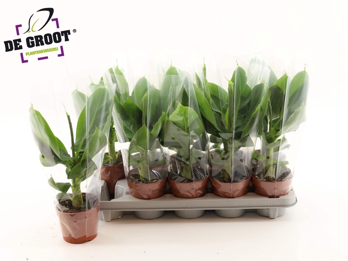 <h4>MUSA TROPICANA</h4>