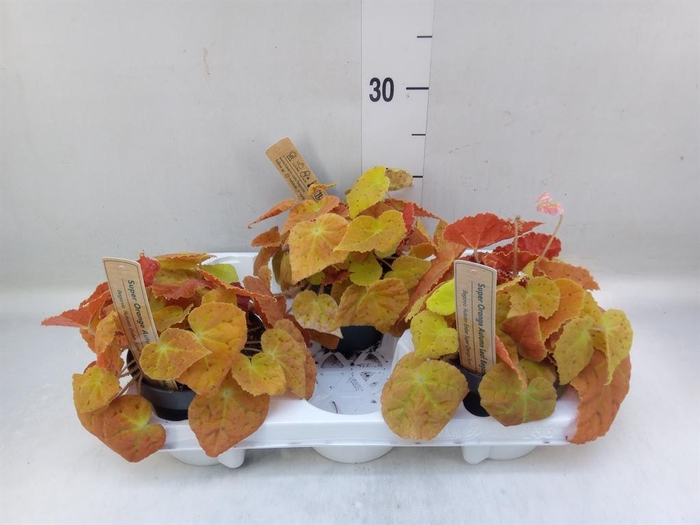 <h4>Begonia BD   ...</h4>