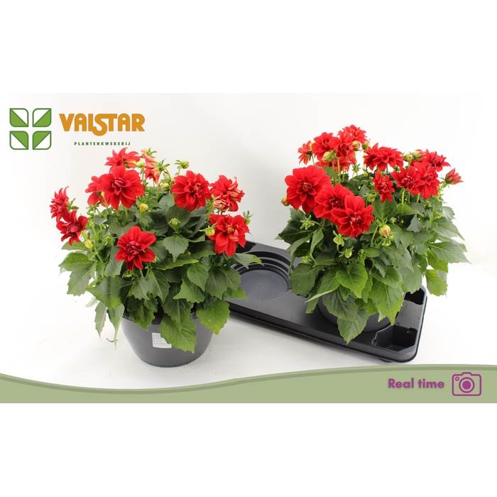 <h4>DAHL L ME RED</h4>