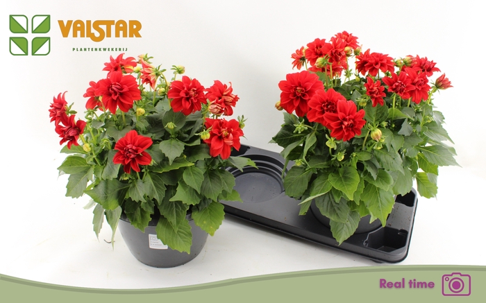 <h4>DAHL L ME RED</h4>