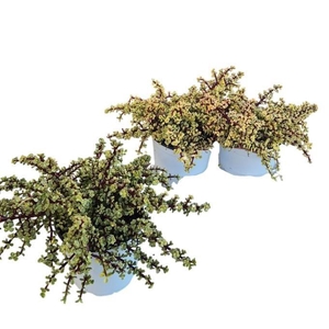 PORTULAC A VARIEGATA