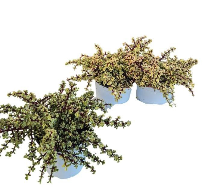 <h4>PORTULAC A VARIEGATA</h4>