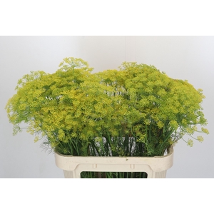 Anethum Graveolens