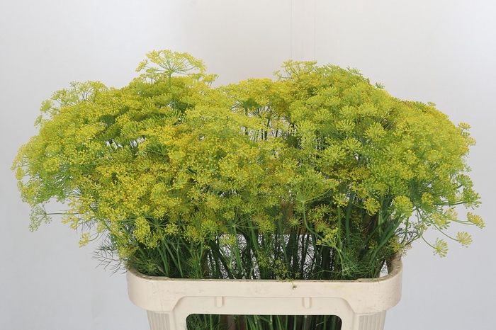 <h4>Anethum Graveolens</h4>