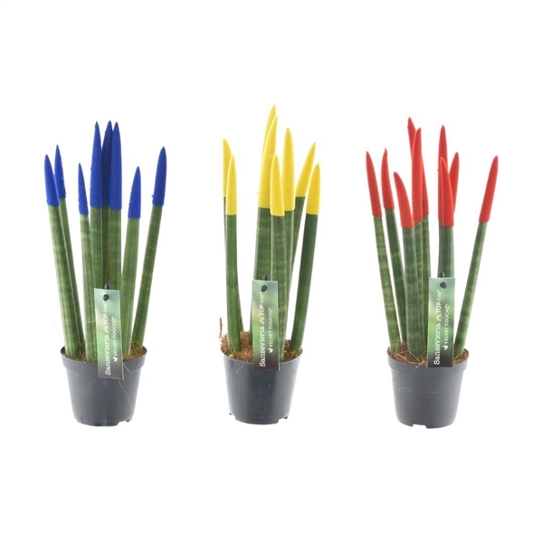 <h4>Sansevieria VELVET TOUCHZ® Roemenië</h4>