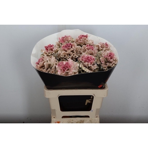 Brassica (fr) Wx Classic Pink