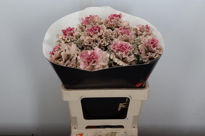 <h4>Brassica (fr) Wx Classic Pink</h4>