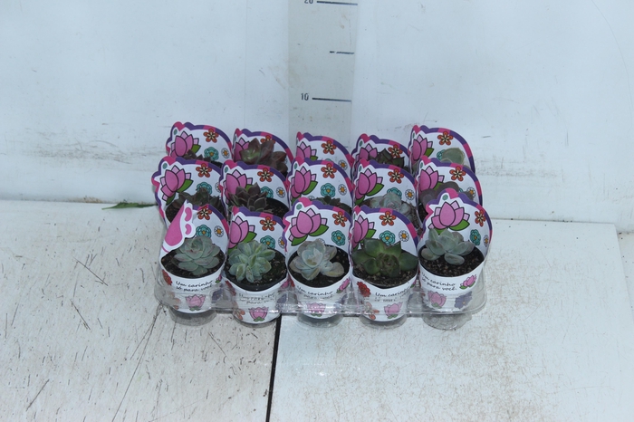 <h4>ECHEVERIA MINI P06</h4>