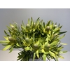 Leucadendron Silver Pearl